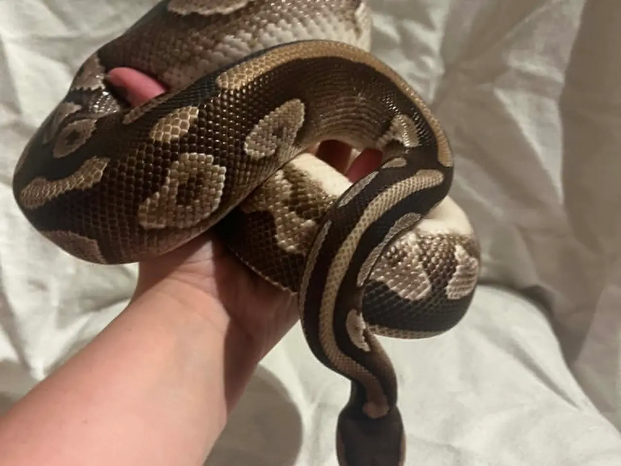 Billede 3 - Kongepython 0,1 Mojave