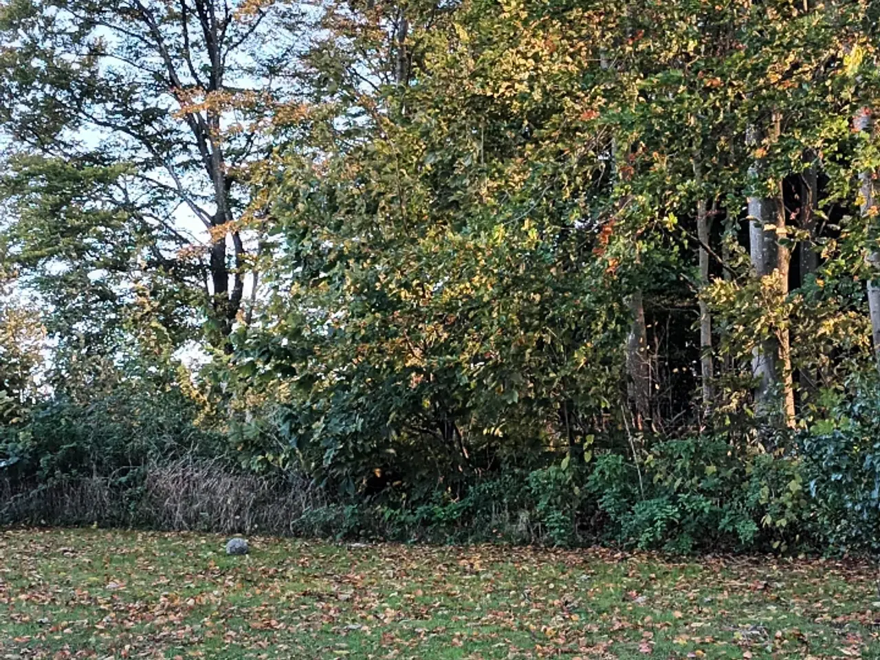 Billede 1 - Stor Hund søges til familie på gård
