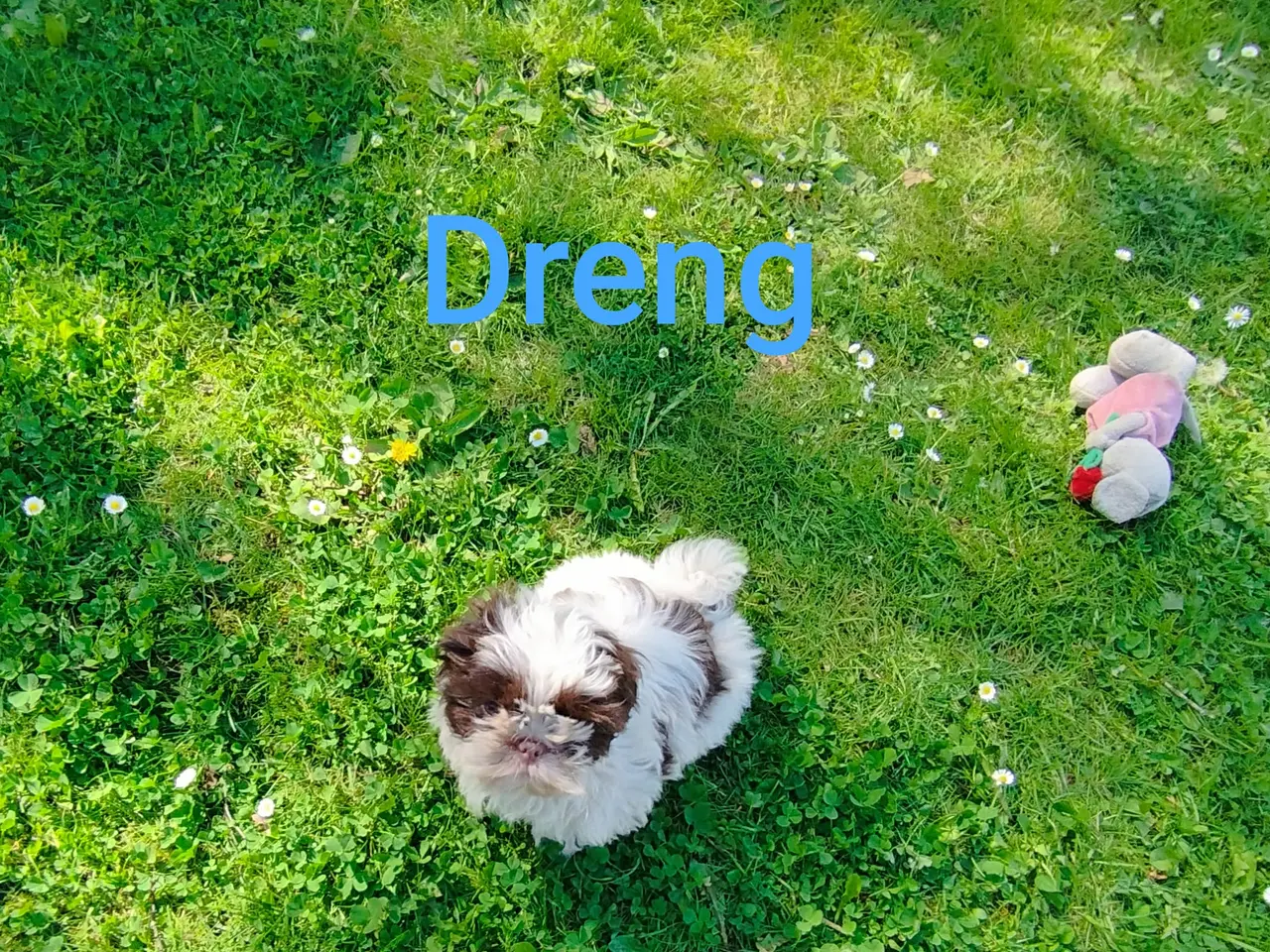 Billede 2 - Shih Tzu hvalp
