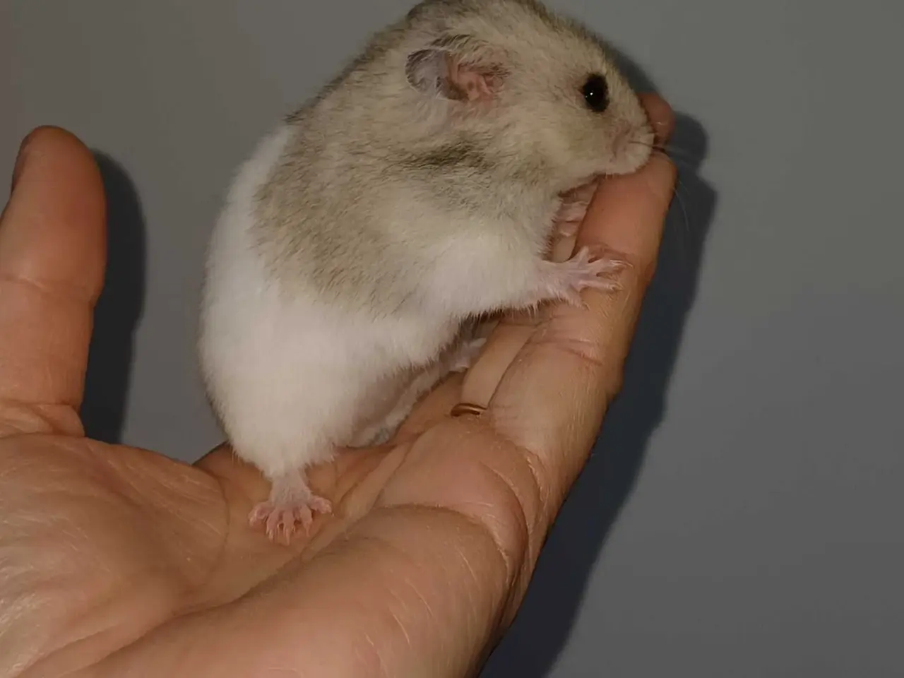 Billede 8 - Guldhamster unger