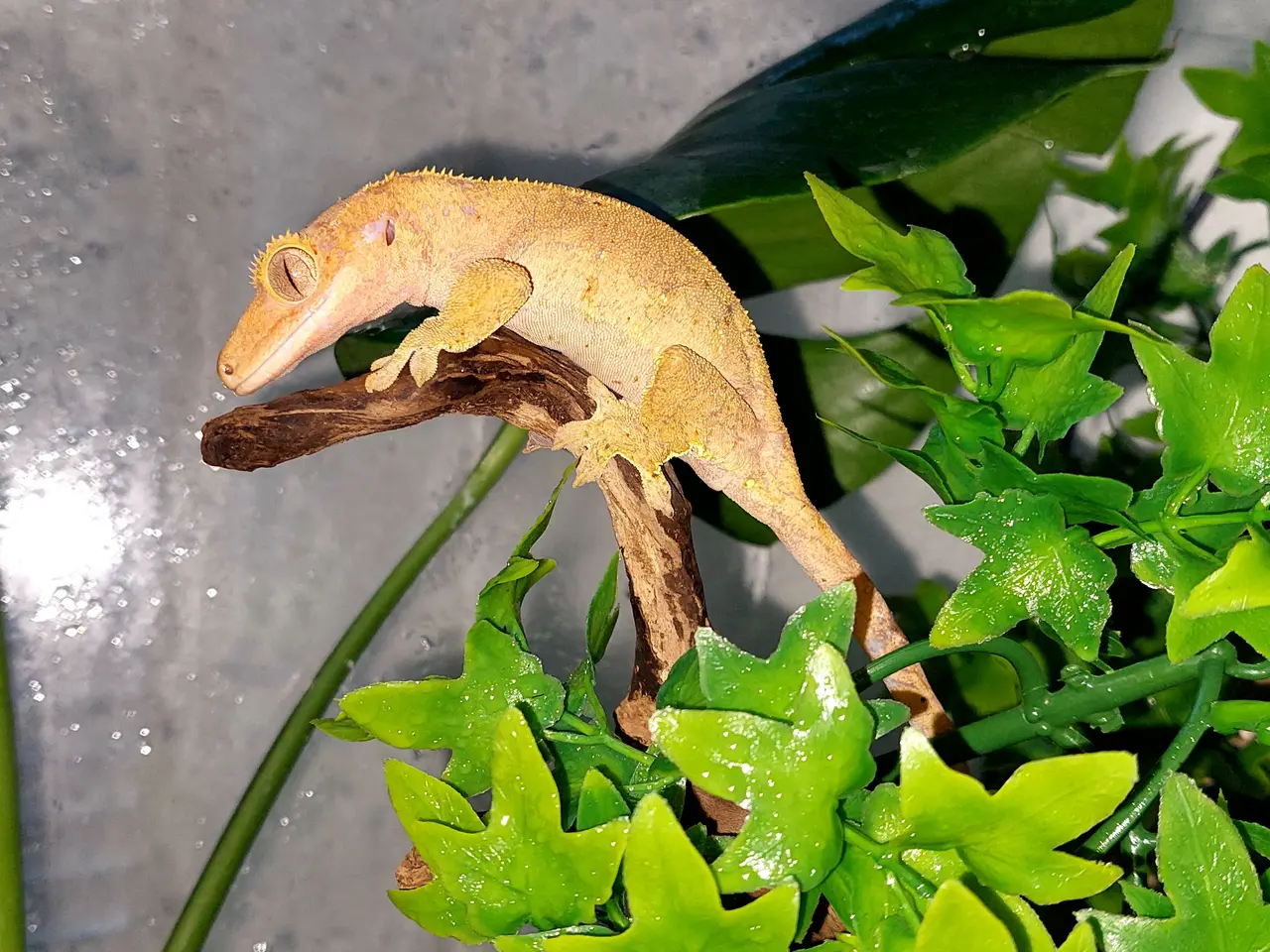 Billede 7 - Kronegekko hun