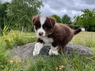 Miniature American Shepherd hvalpe