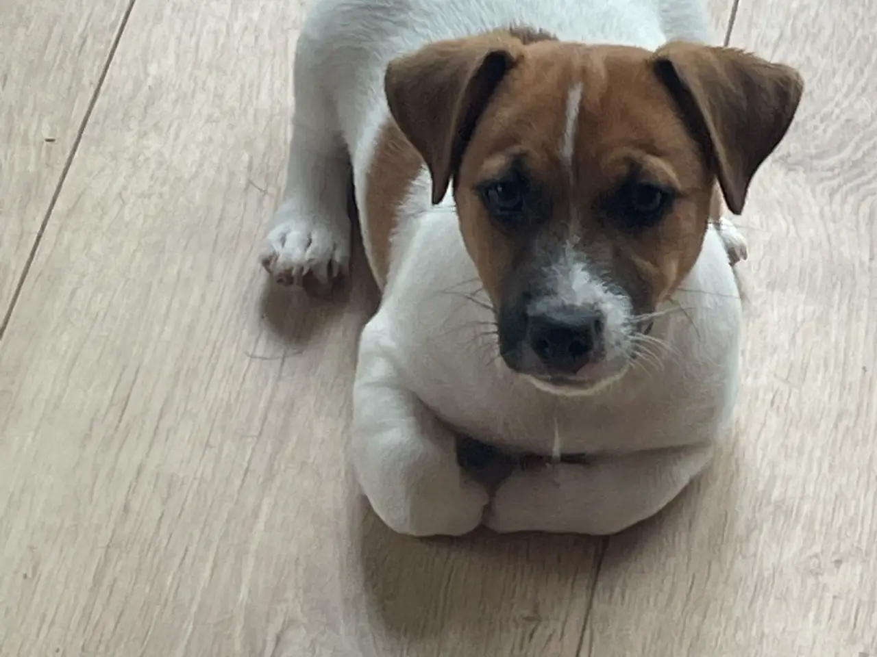 Billede 2 - Jack Russell Hvalp - Glathåret - DKK stamtavle