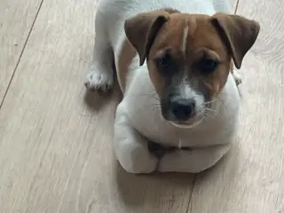 Jack Russell Hvalp - Glathåret - DKK stamtavle  - 2