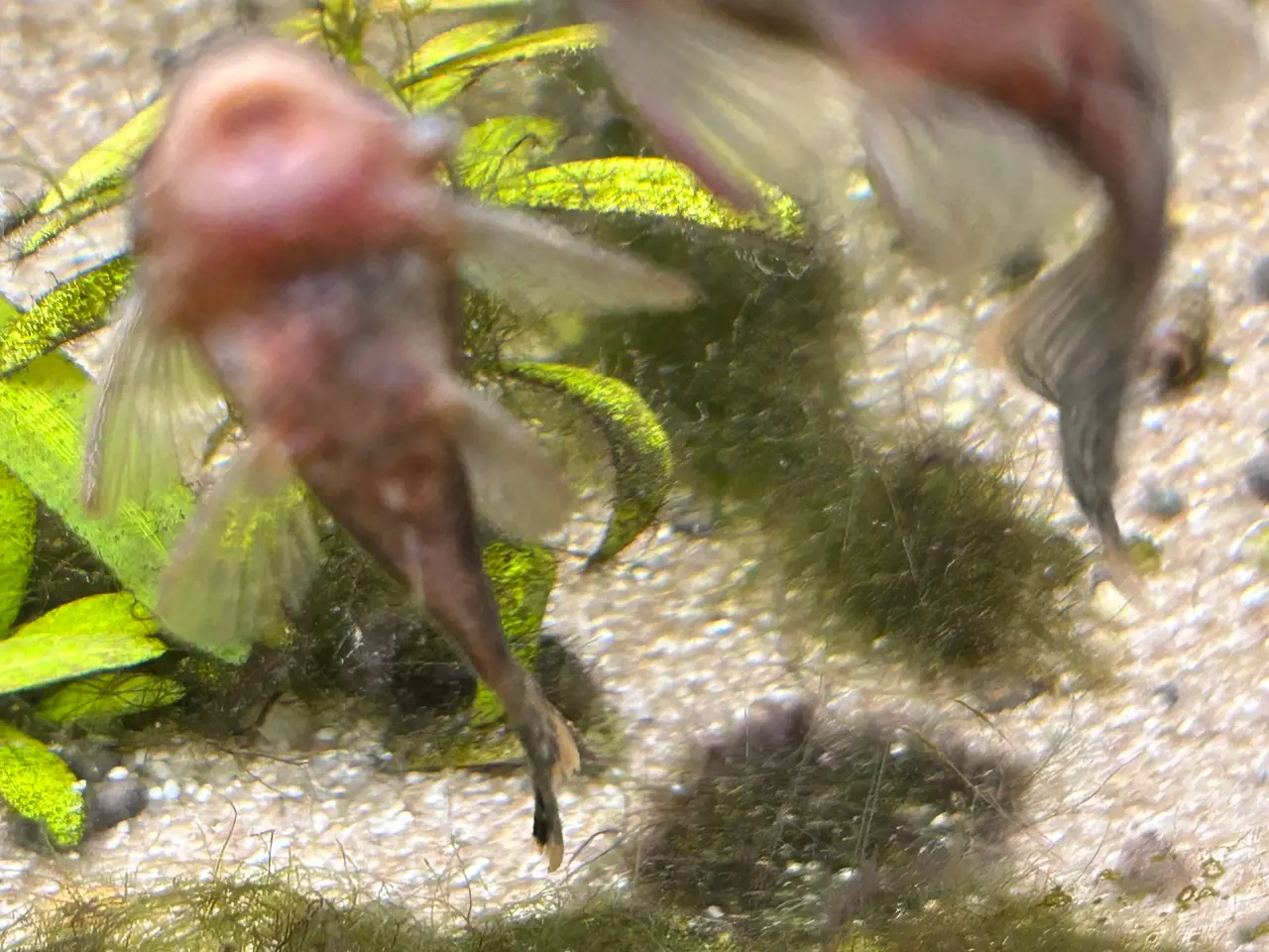 Billede 2 - 🐟 LDA16 Ancistrus maller – sunde og aktive 