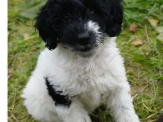 🐾 Skønne Sproodle-hvalpe søger kærlige hjem 🐾 - 3