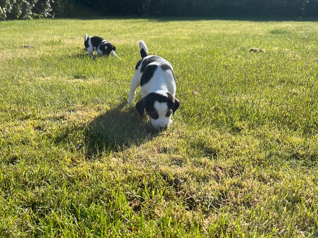 Billede 7 - Dsg/ Jack russel