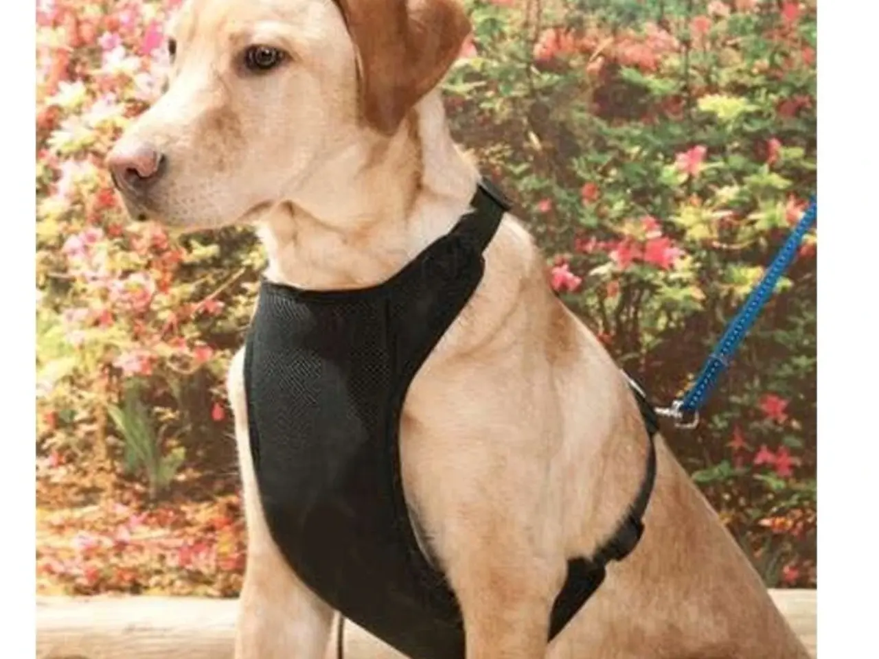 Billede 1 - Hundesele stor hund
