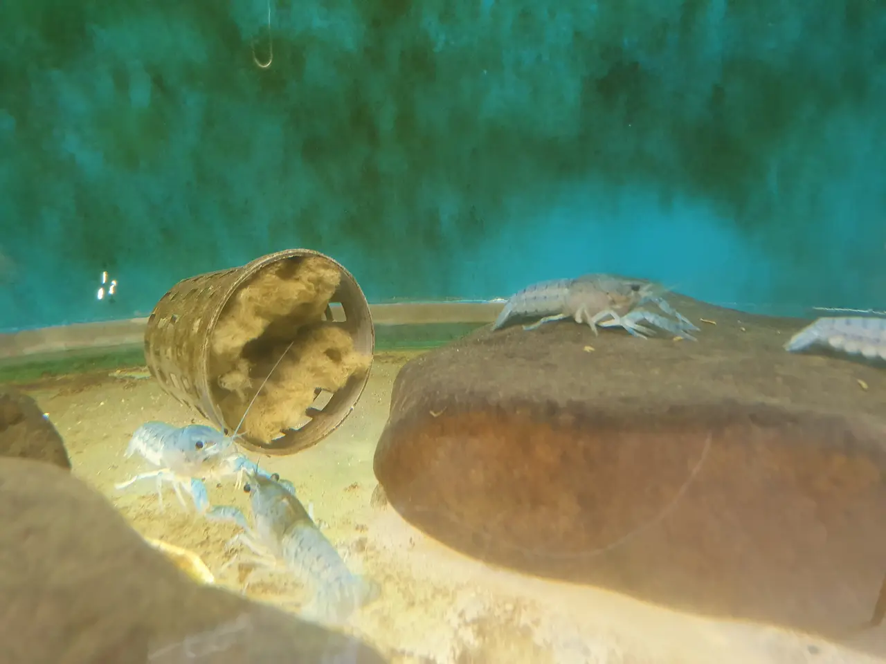Billede 3 - 💙🦞 BLUE PEARL KREBS TIL SALG 🦞💙