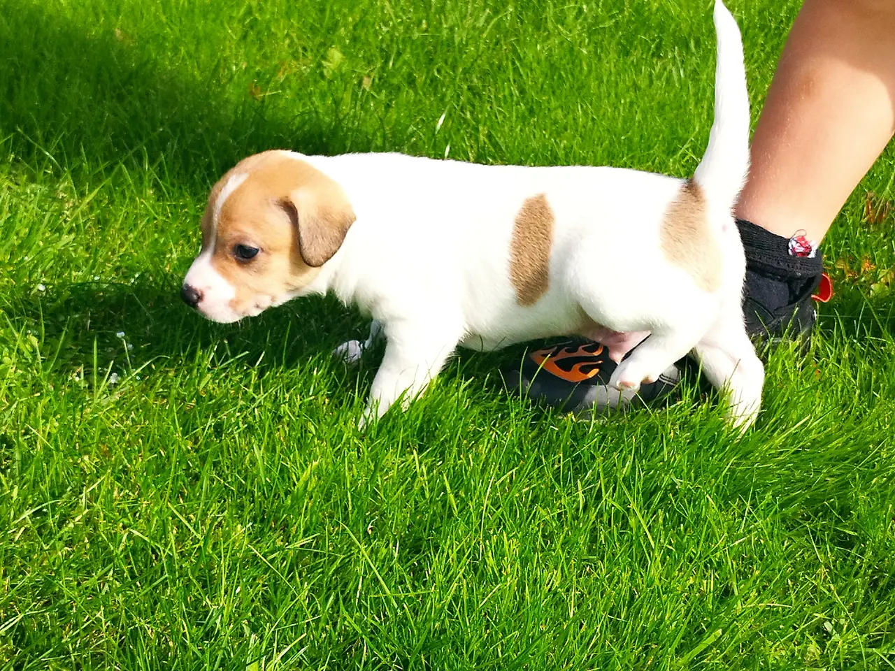 Billede 3 - Dansk svensk gårdhund hvalp