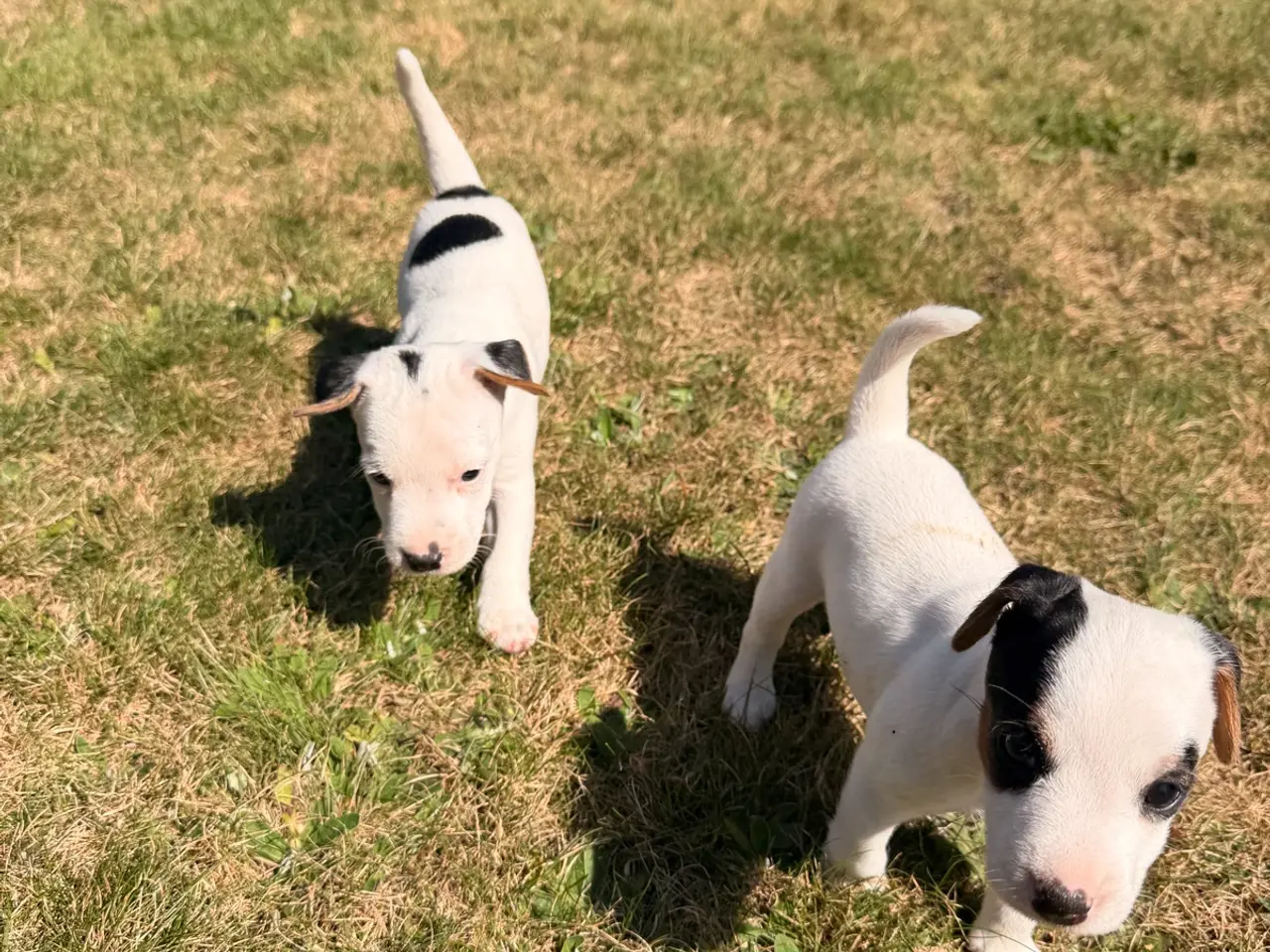 Billede 7 - Jack Russel Terrier