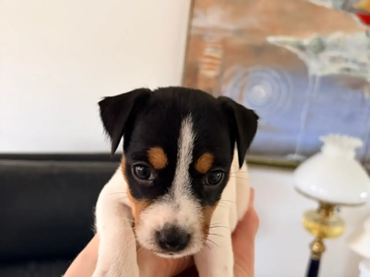 Billede 4 - Parson Russel terrier hvalpe (Jack Russel)