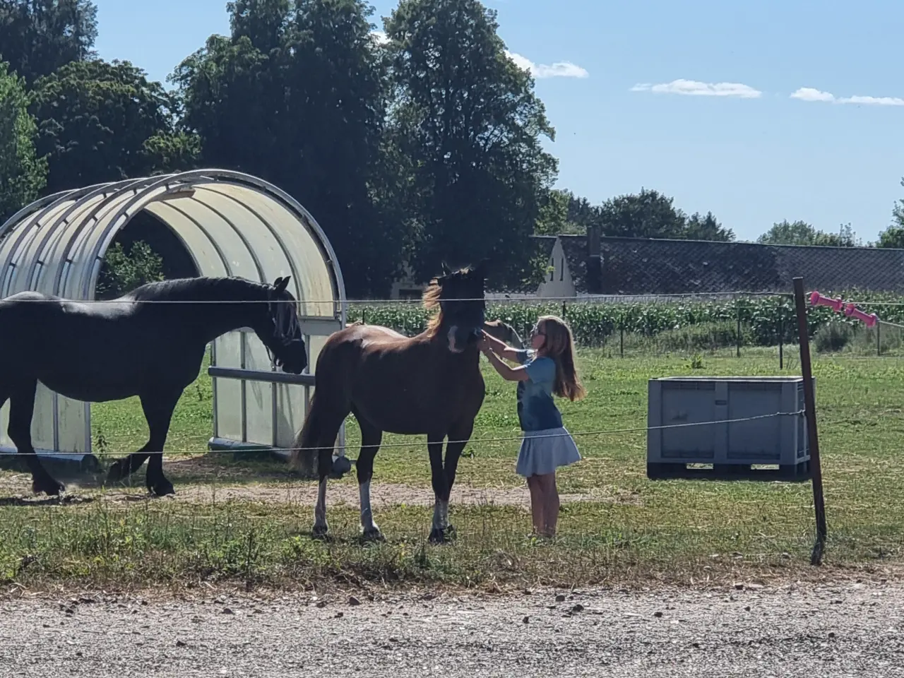 Billede 1 - Welsh pony 