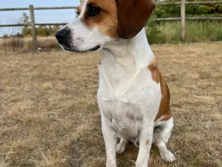 Hanhund til avl - Dansk/Svensk Gårdhund