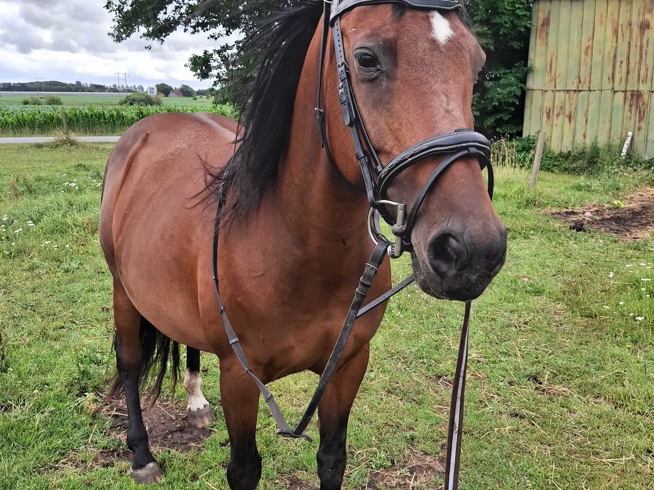 Billede 3 - fint hest til salg