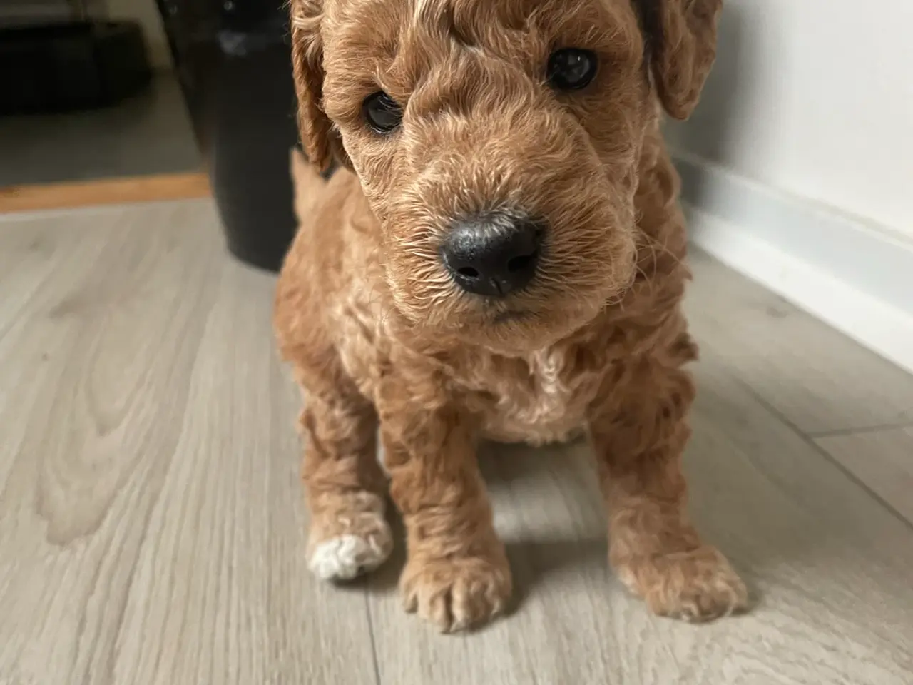 Billede 5 - Søde Labradoodle hvalpe
