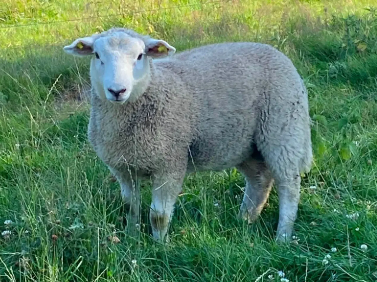 Billede 2 - Vædderlam fra maj 2026