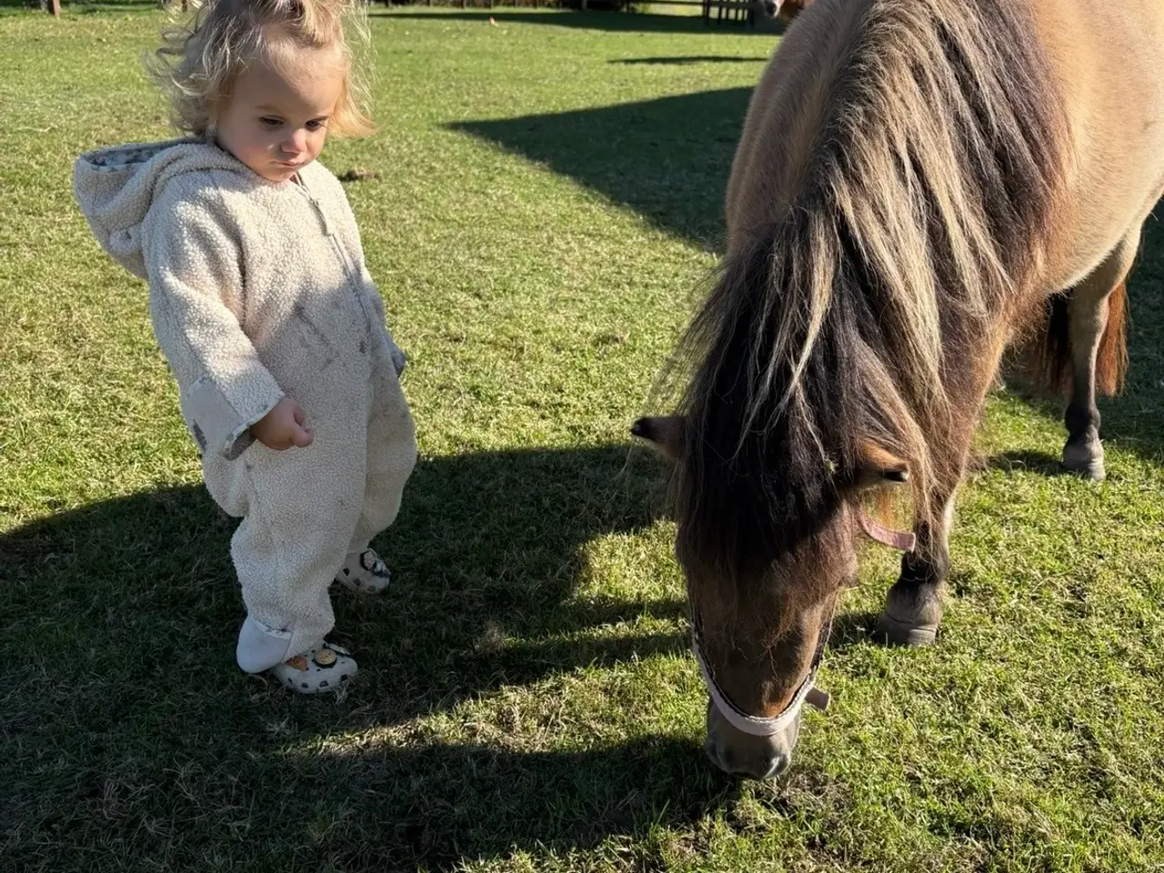 Billede 5 - Annabelle - Shetlænder hoppe. 
