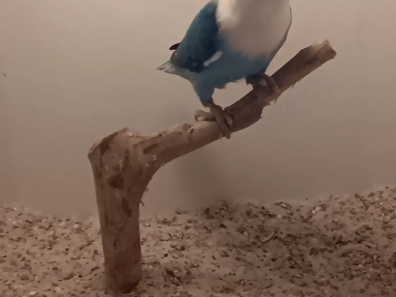 Billede 1 - Rødhovdet dværge papegøje I opaline blå. 