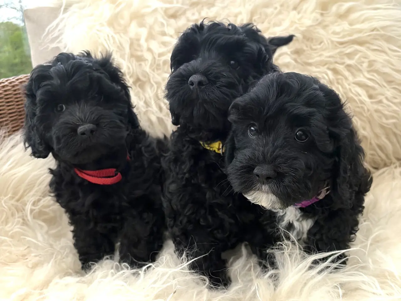 Billede 4 - De smukkeste små fine Cavapoo drenge