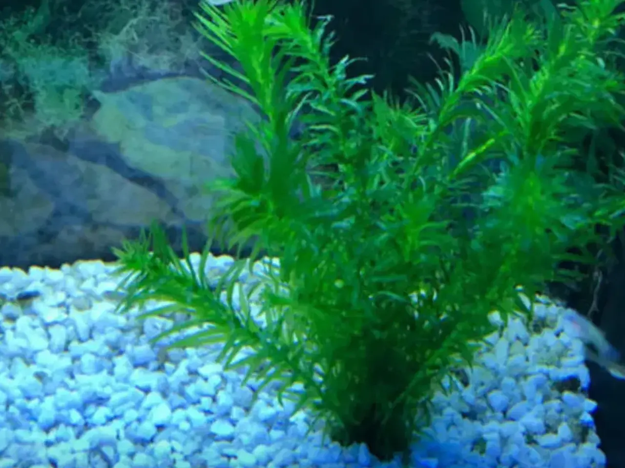 Billede 1 - EGET AVL sunde guppy