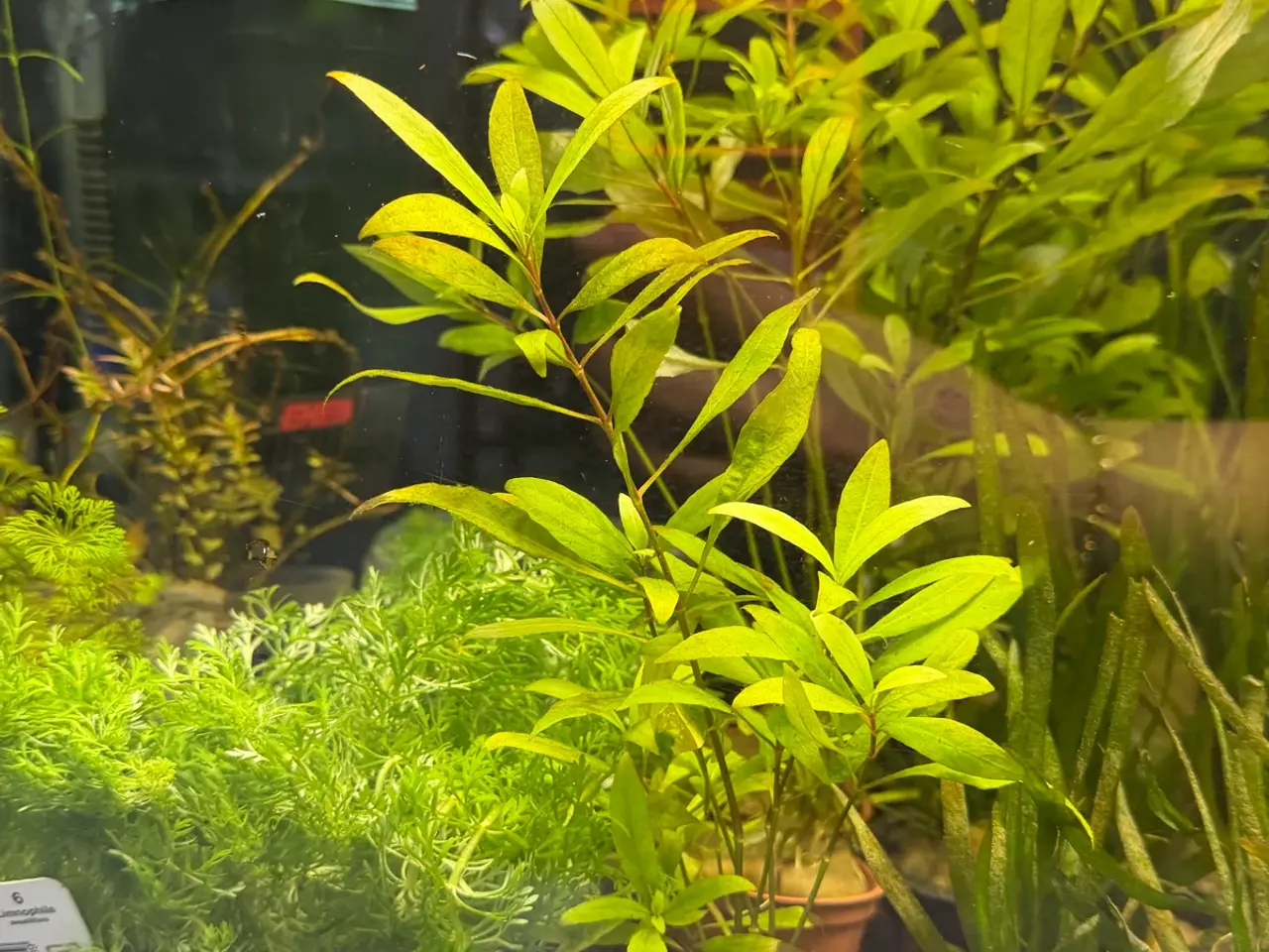 Billede 9 - Mange flere akvarie planter