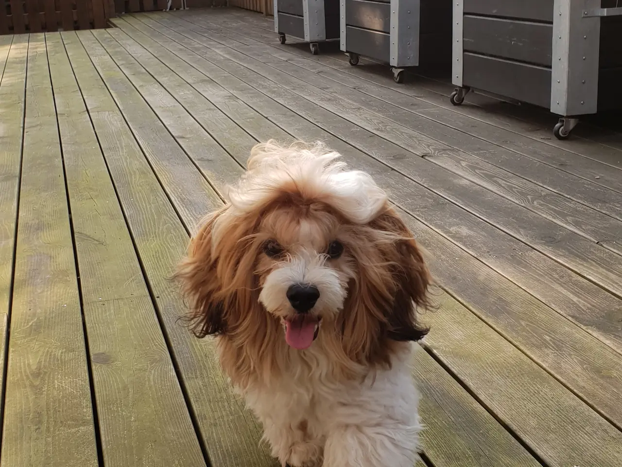 Billede 5 - Bichon Havanais hanhund med DKK-stamtavle