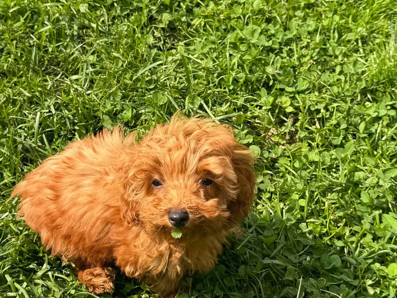Billede 20 - 🐾✨ Skønne Mini Maltipoo hvalpe klar juli/August