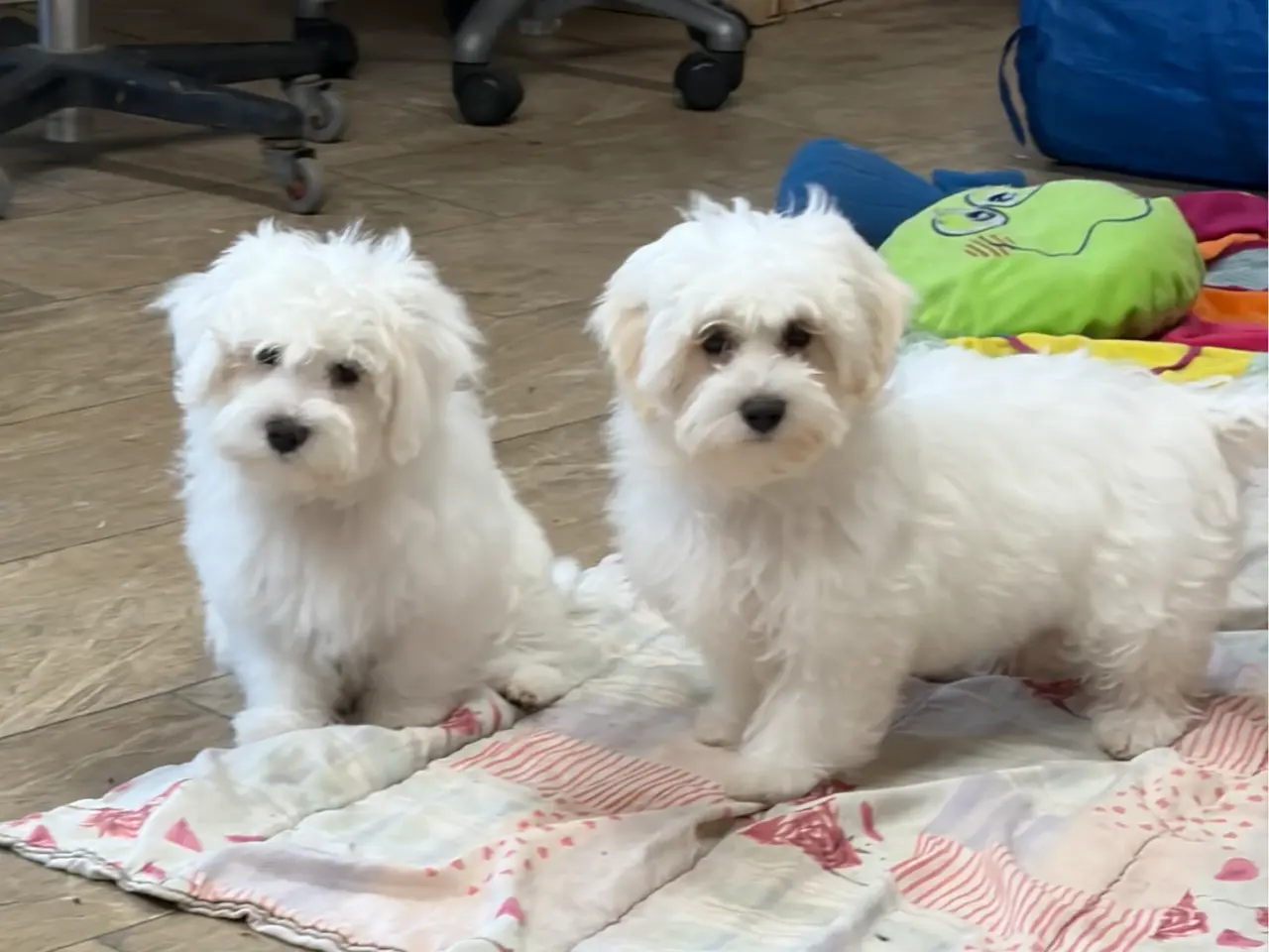 Billede 13 - 1 Maltipoo pige er rejse klar nu !