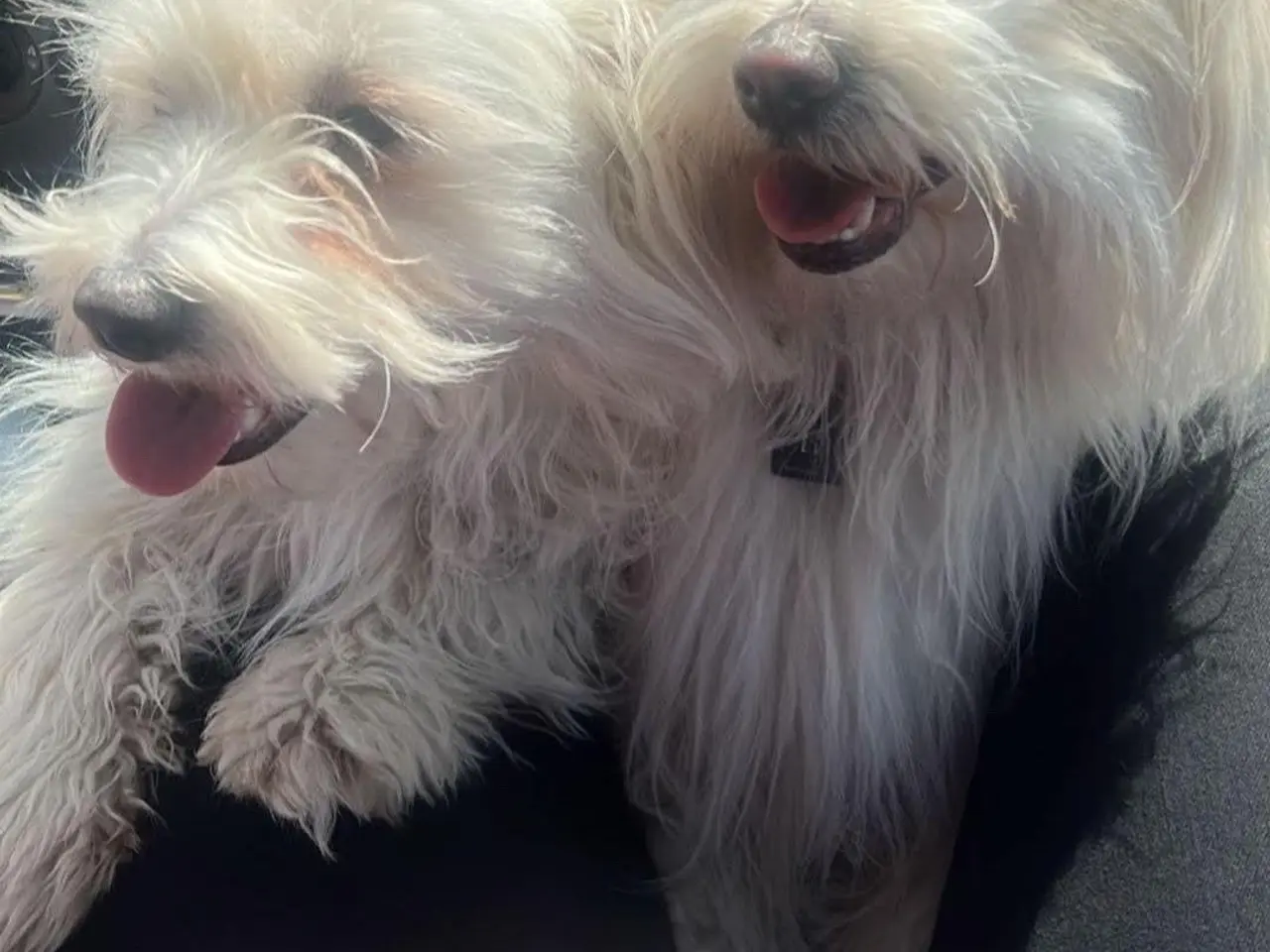 Billede 4 - Coton de Tulear hvalpe 8 uger