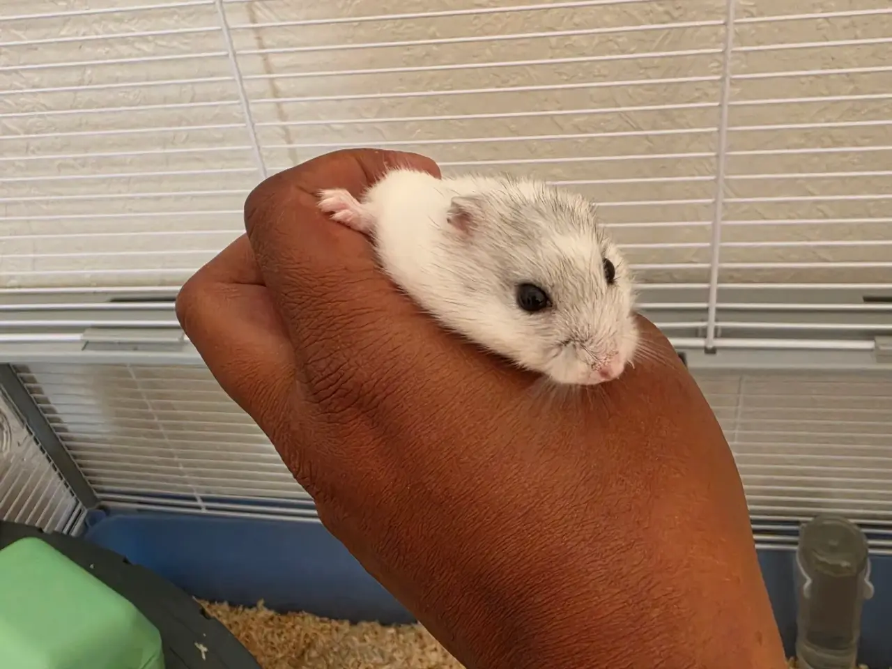 Billede 4 - Hamster lille hvid/grå
