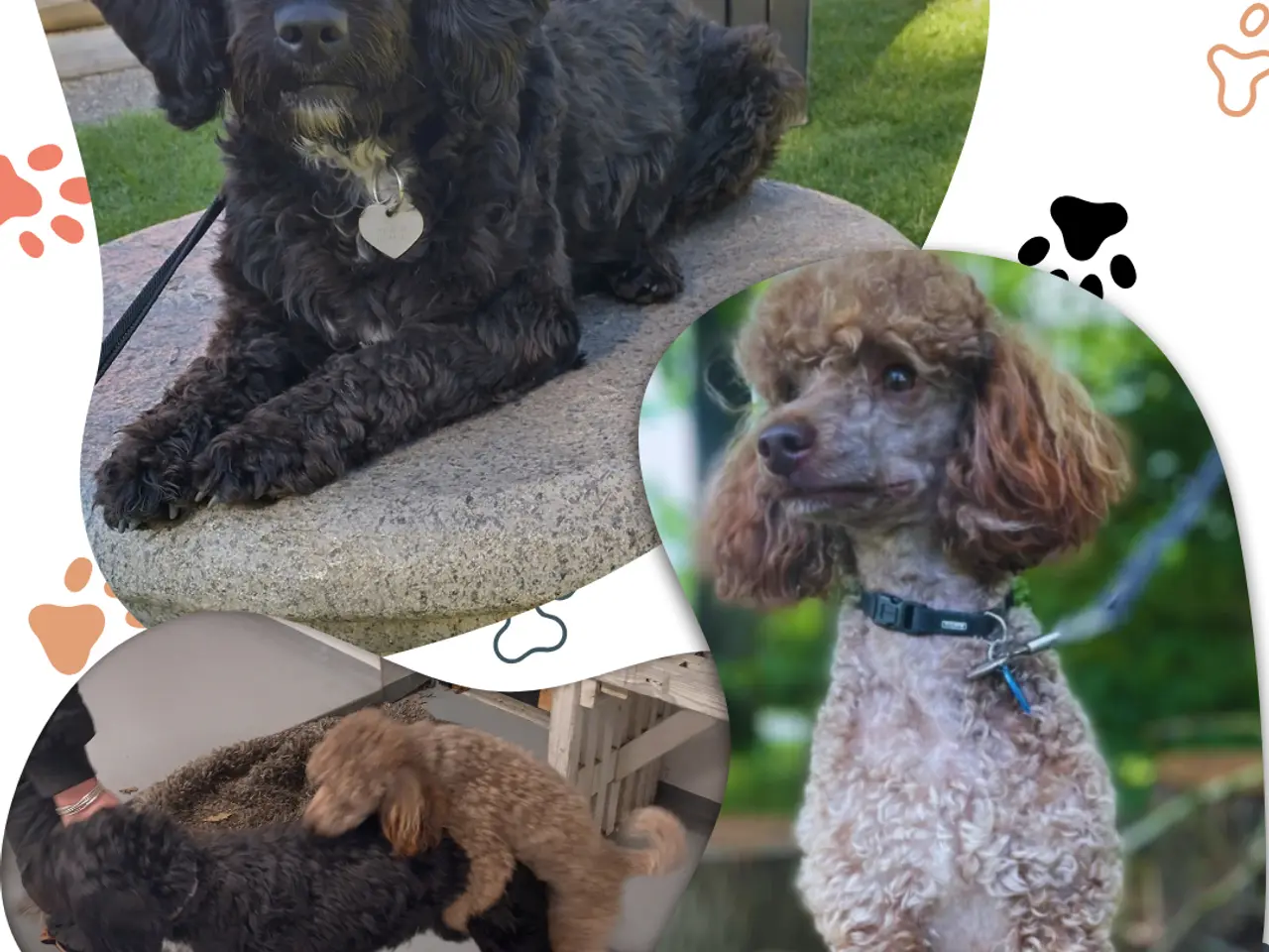 Billede 2 - Springer Doodle (Sproodle) hvalpe