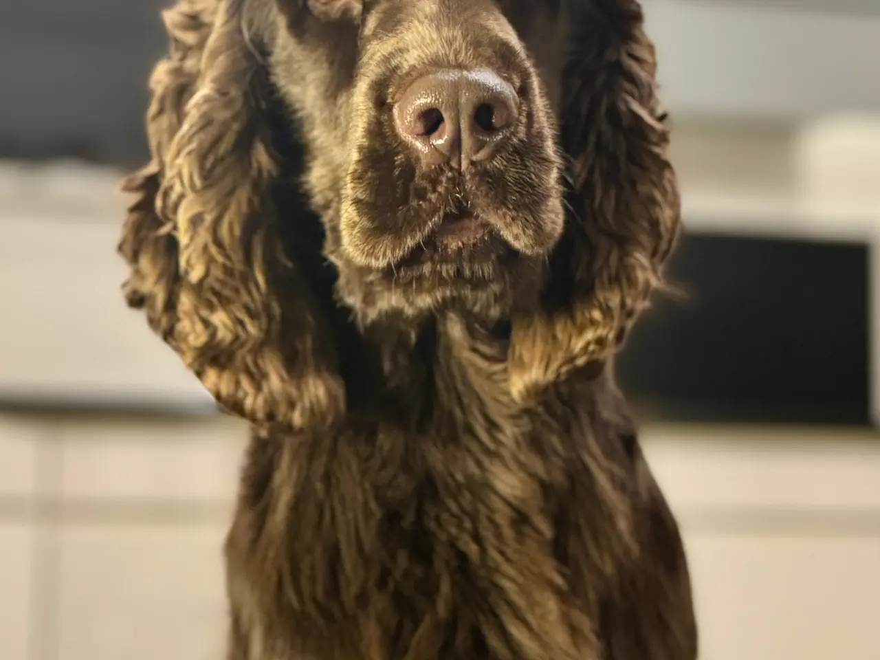 Billede 3 - Engelsk Cocker spaniel han til avl. Ikke til salg