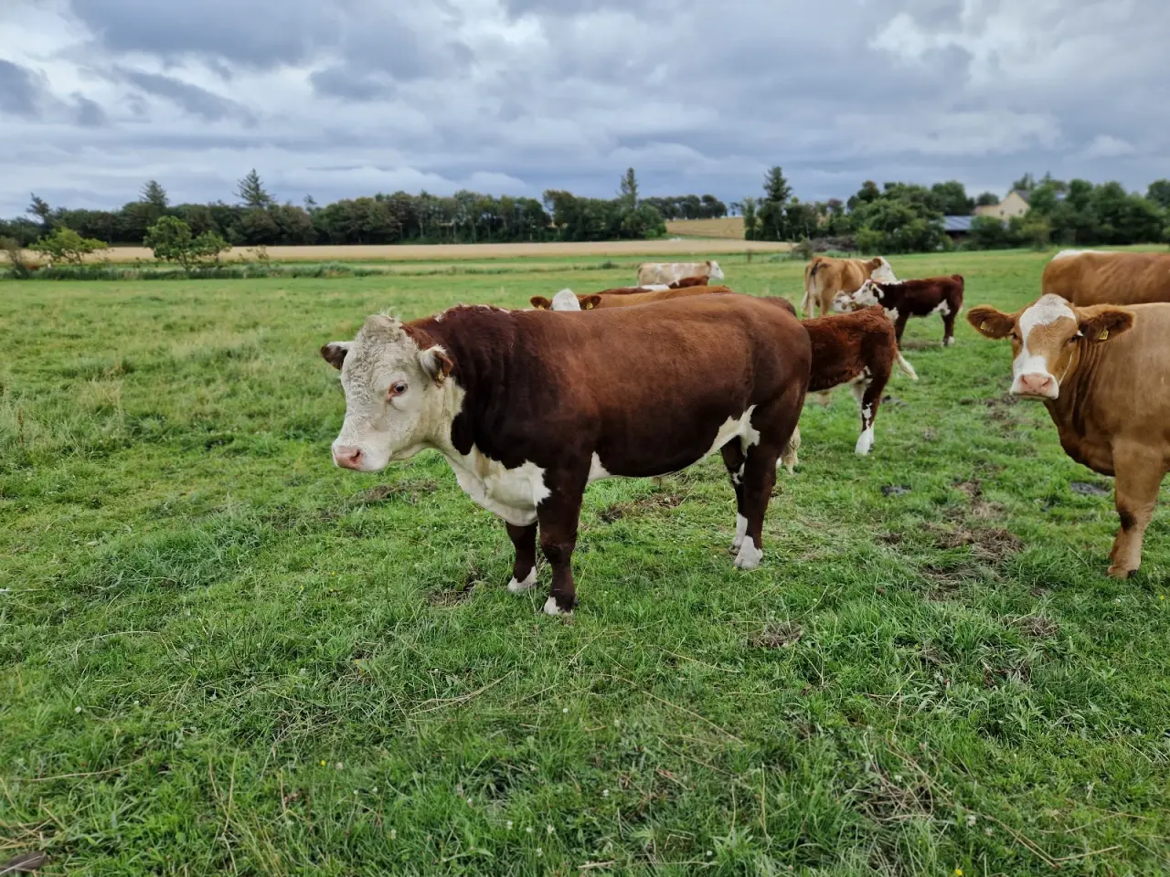 Billede 4 - Hereford tyr