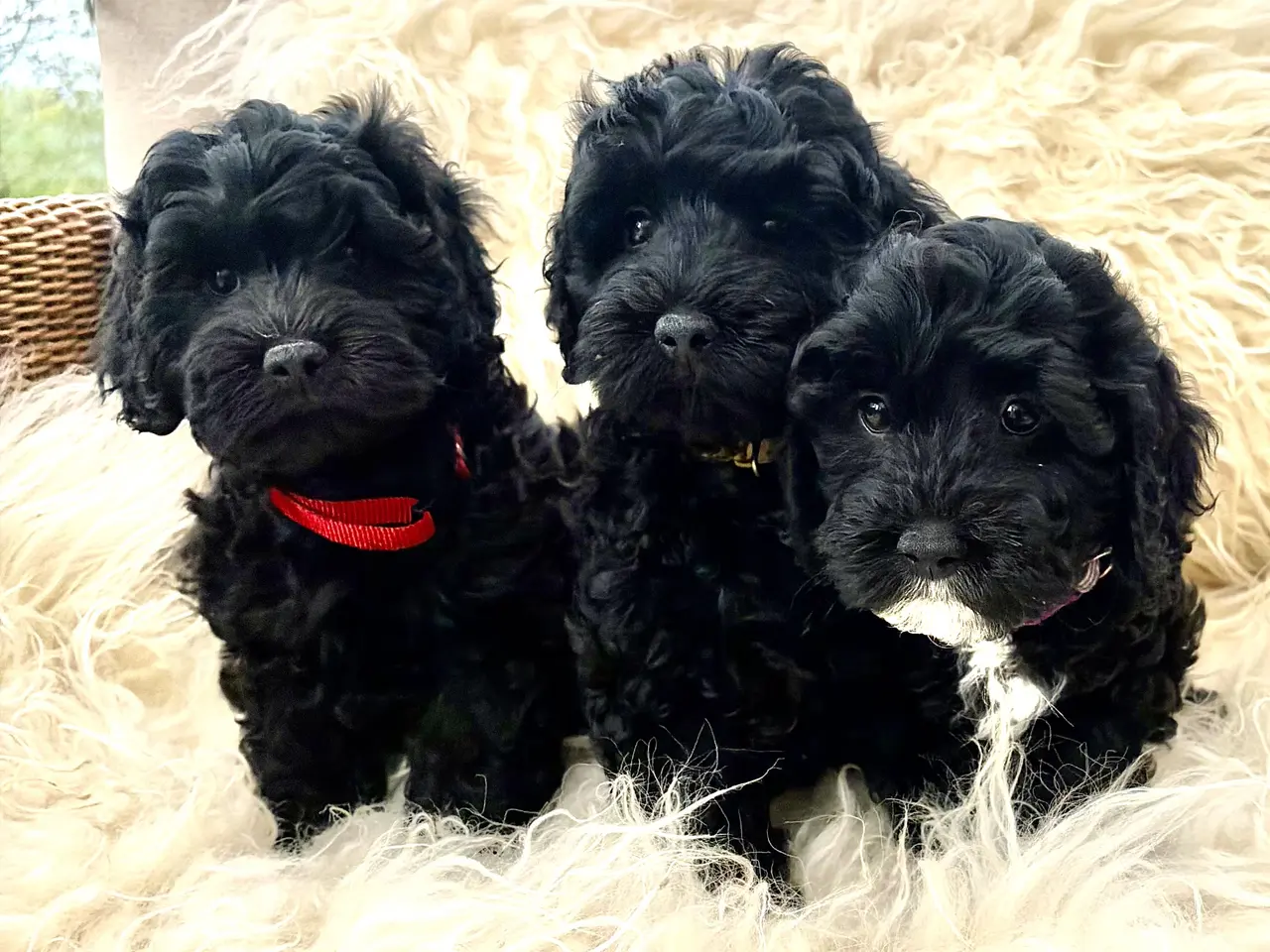 Billede 2 - De smukkeste små fine Cavapoo drenge
