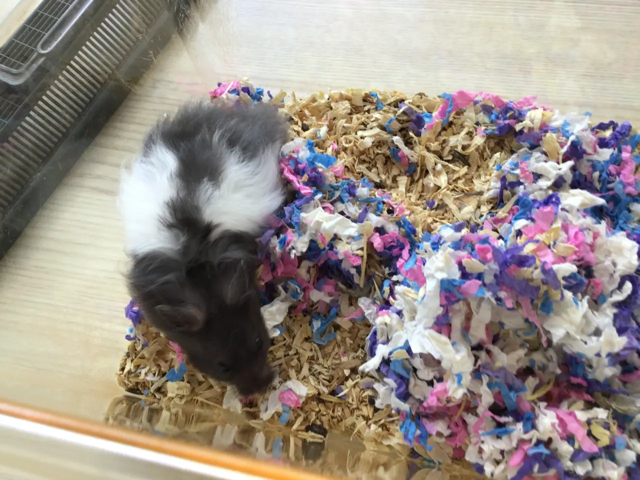 Billede 3 - Guldhamster