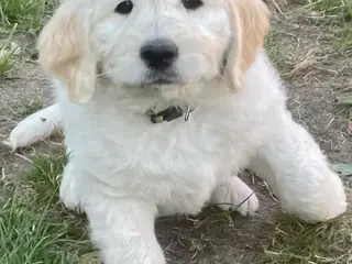 Golden DOODLE hvalpe - 3