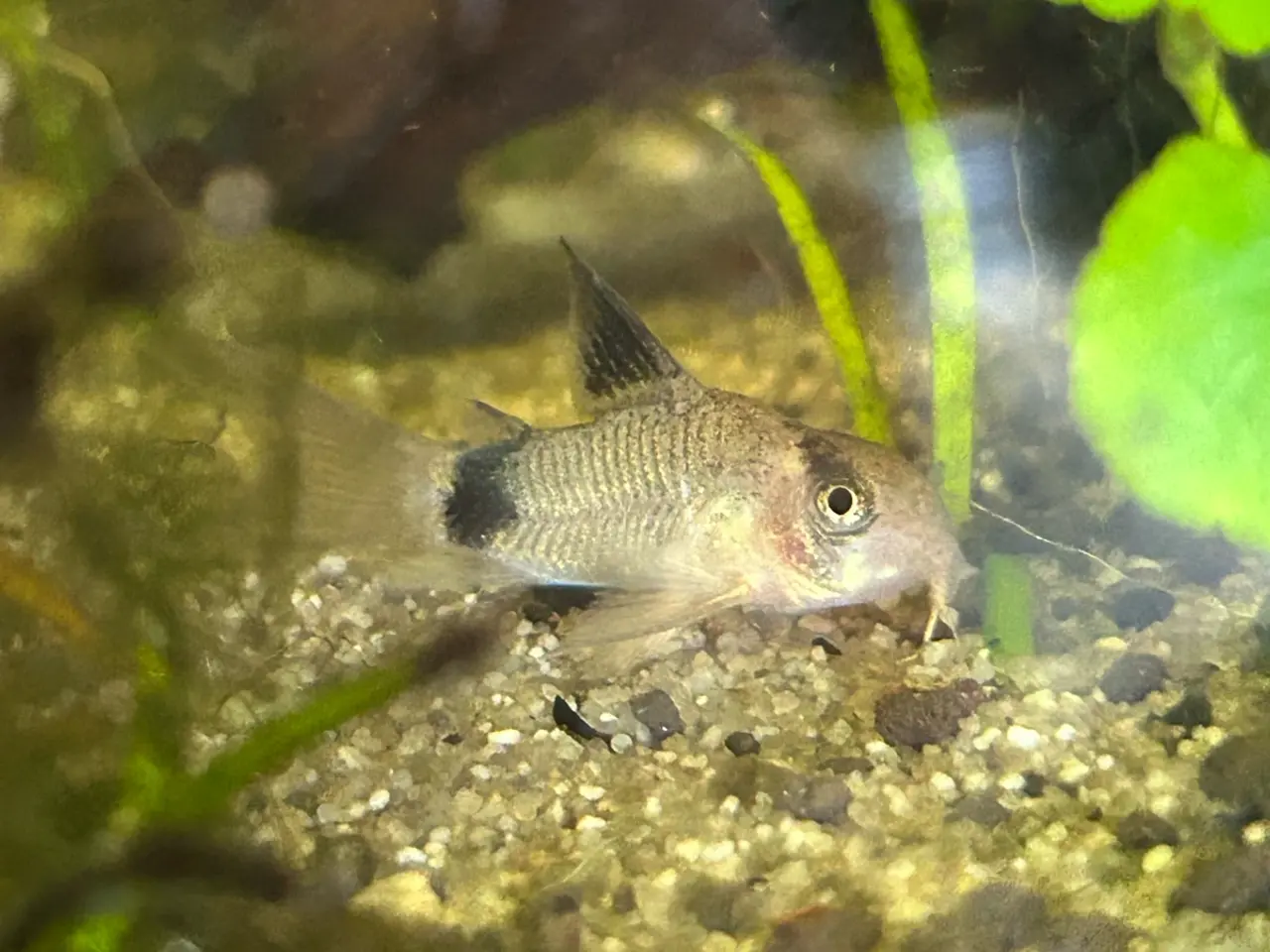 Billede 2 - 🐼🌟 Panda Longfin Pansermaller 3-4 cm | Premium |