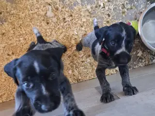 Ruhåret hønsehund hvalpe  - 5