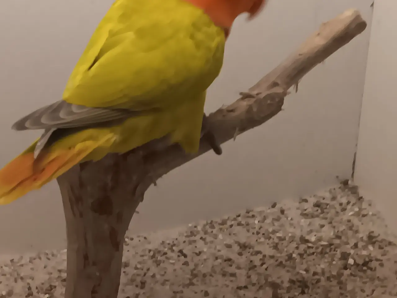 Billede 1 - Unger af  rødhovdet dværge papegøje I grøn opaline