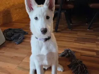 Siberian husky og samojede tæve sælges