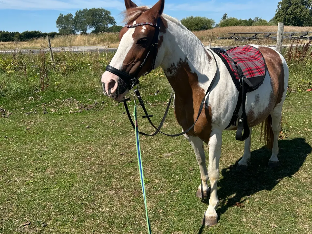 Billede 17 - Smuk prinsesse pony sælges