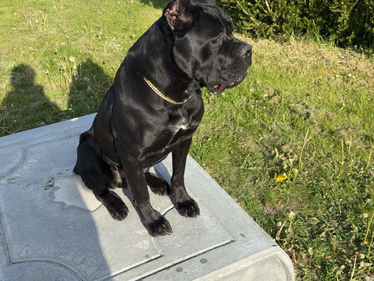 Billede 3 - Cane Corso 