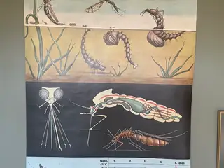 Flot skoleplakat med insekter