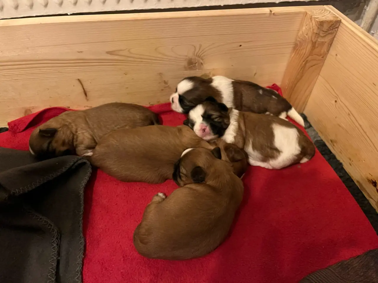 Billede 2 - Shih Tzu hvalpe 