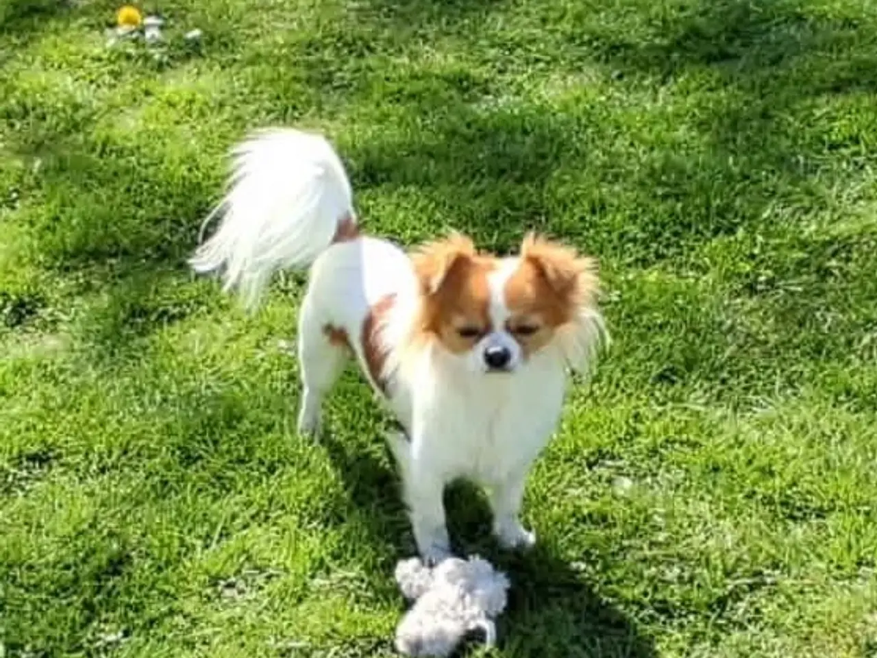 Billede 6 - Chihuahua langhåret 