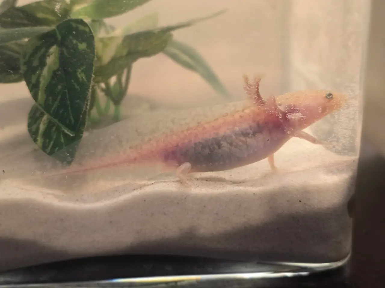 Billede 3 - Axolotl unger fra kendte linjer