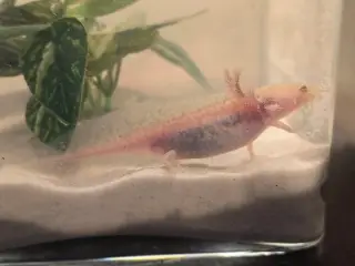 Axolotl unger fra kendte linjer