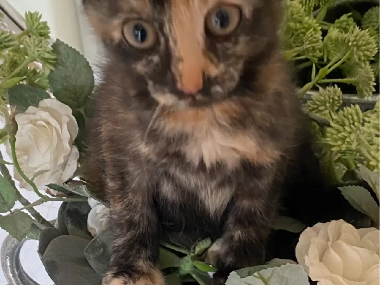 Billede 1 - Sødeste Gioia søger sin forever familie 🌸
