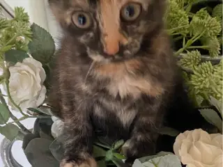Gioia søger sin forever familie 🌸